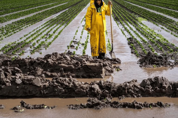 Produce season in California is underwater