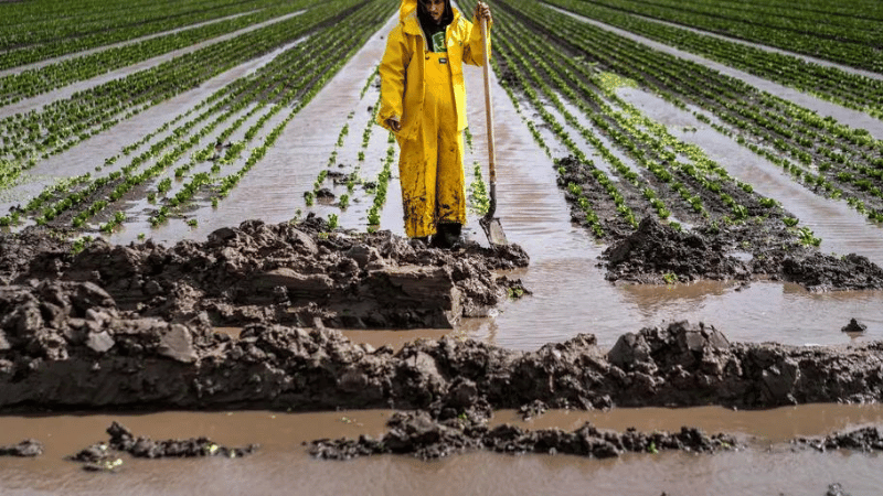 Produce season in California is underwater