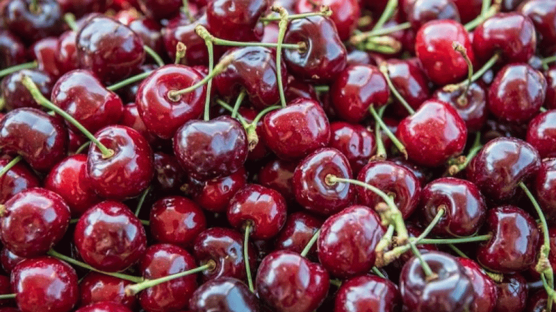 California cherry growers